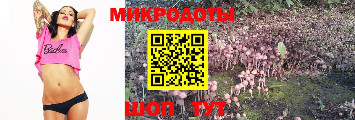 Галлюциногенные грибы Psilocybine cubensis Москва